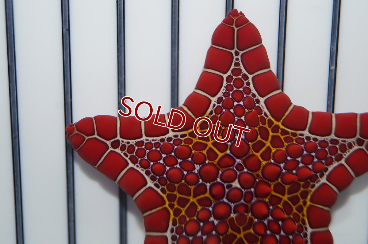 画像4: 【海水魚・ヒトデ】チェリーブリックドビスケットスター(1匹)±6cm（生体）(海水魚)（サンゴ） (4)