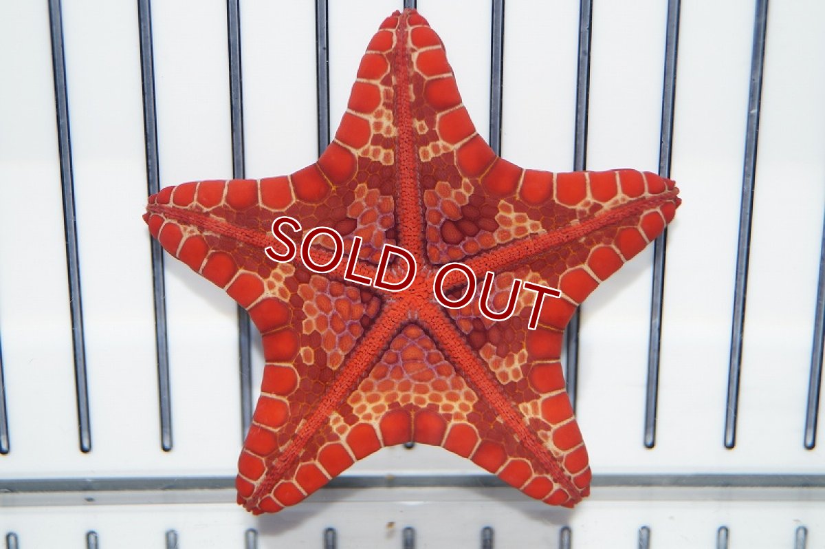 画像5: 【海水魚・ヒトデ】チェリーブリックドビスケットスター(1匹)±6cm（生体）(海水魚)（サンゴ） (5)