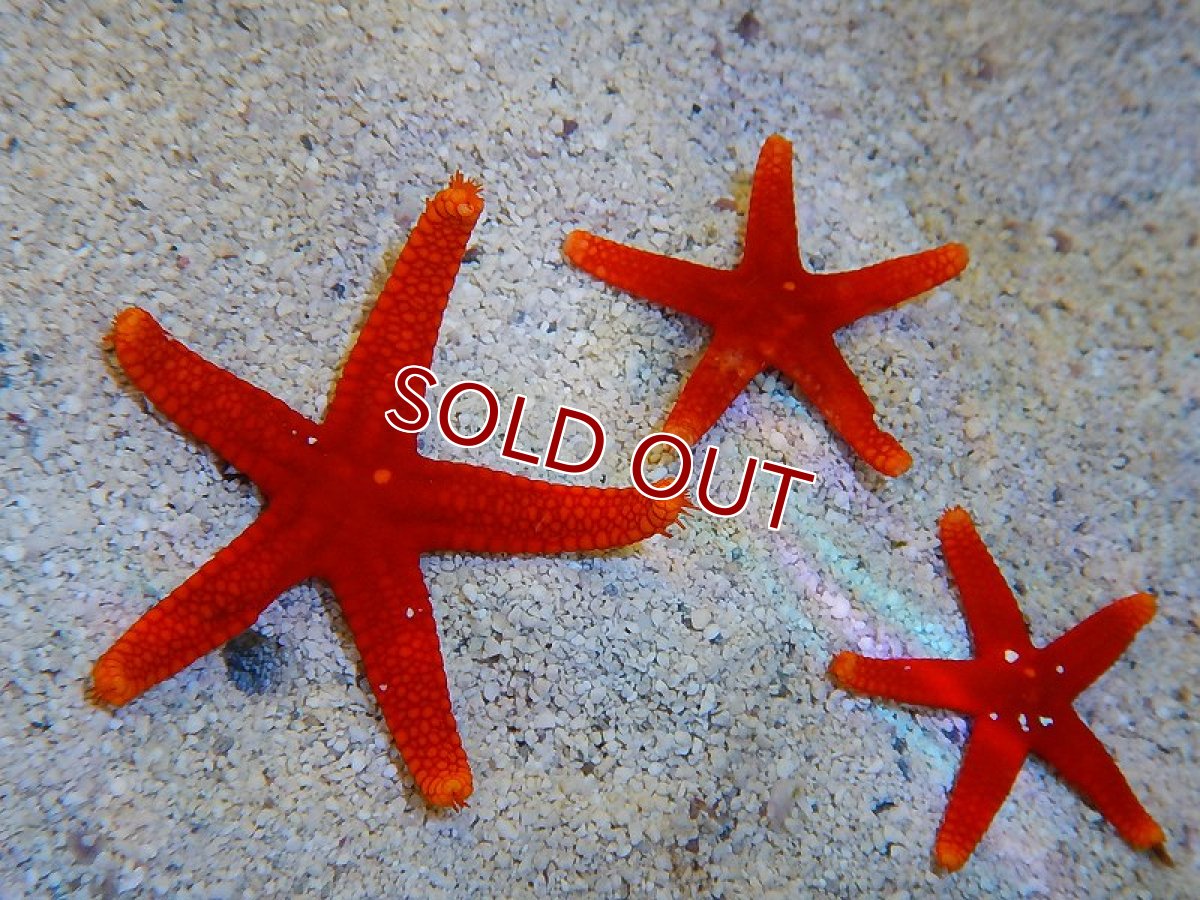 画像2: 【海水生物】アカジュズベリヒトデ(1匹)±5-7cm　(サンプル画像）（生体）(海水魚)（サンゴ） (2)