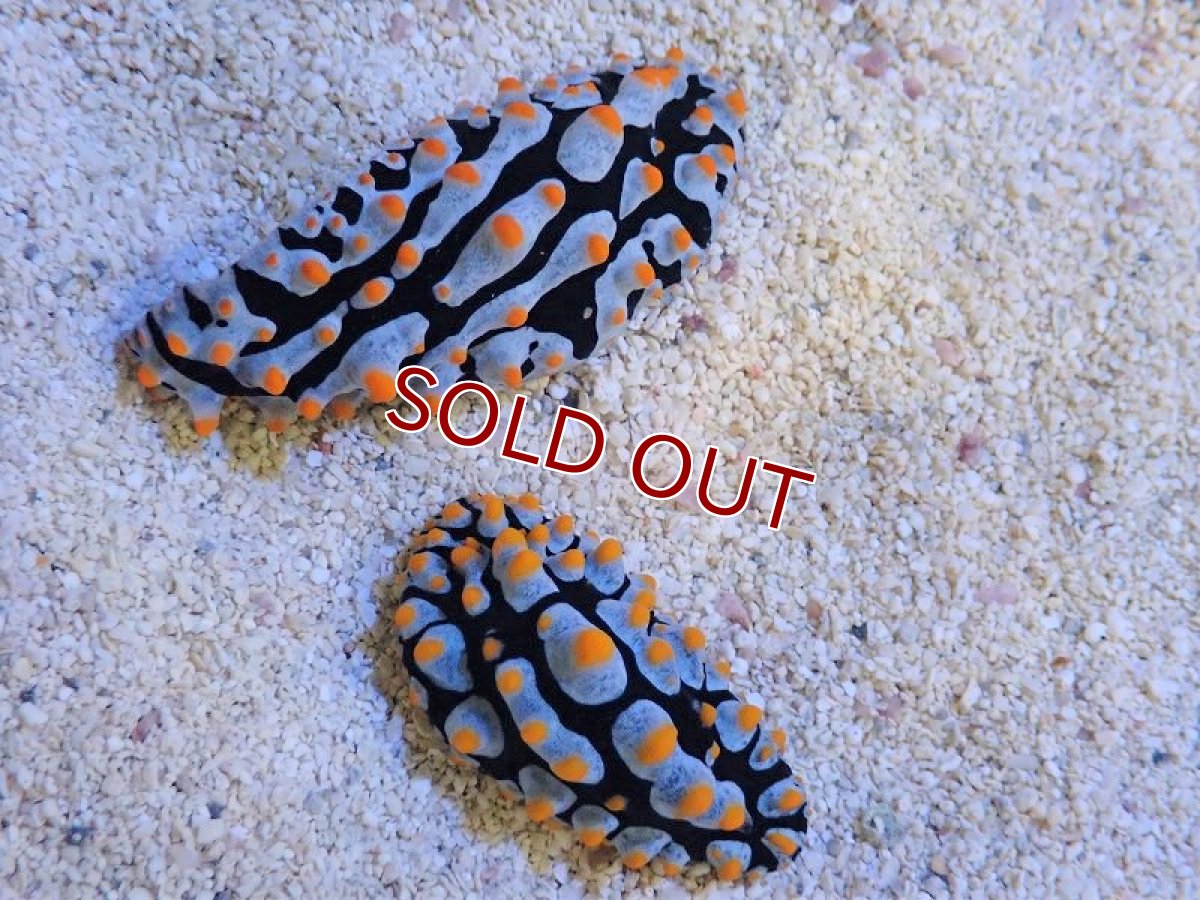 画像2: 【海水生物・ウミウシ】ボンジイウミウシ(1匹)±3-5cm　（生体）(海水魚) (2)