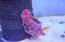 画像2: 【海水魚・ウミウシ】【通販】ミカドウミウシ（スパニッシュダンサー）（1匹）（±5-7cm）（サンプル画像）（生体）(海水魚) (2)