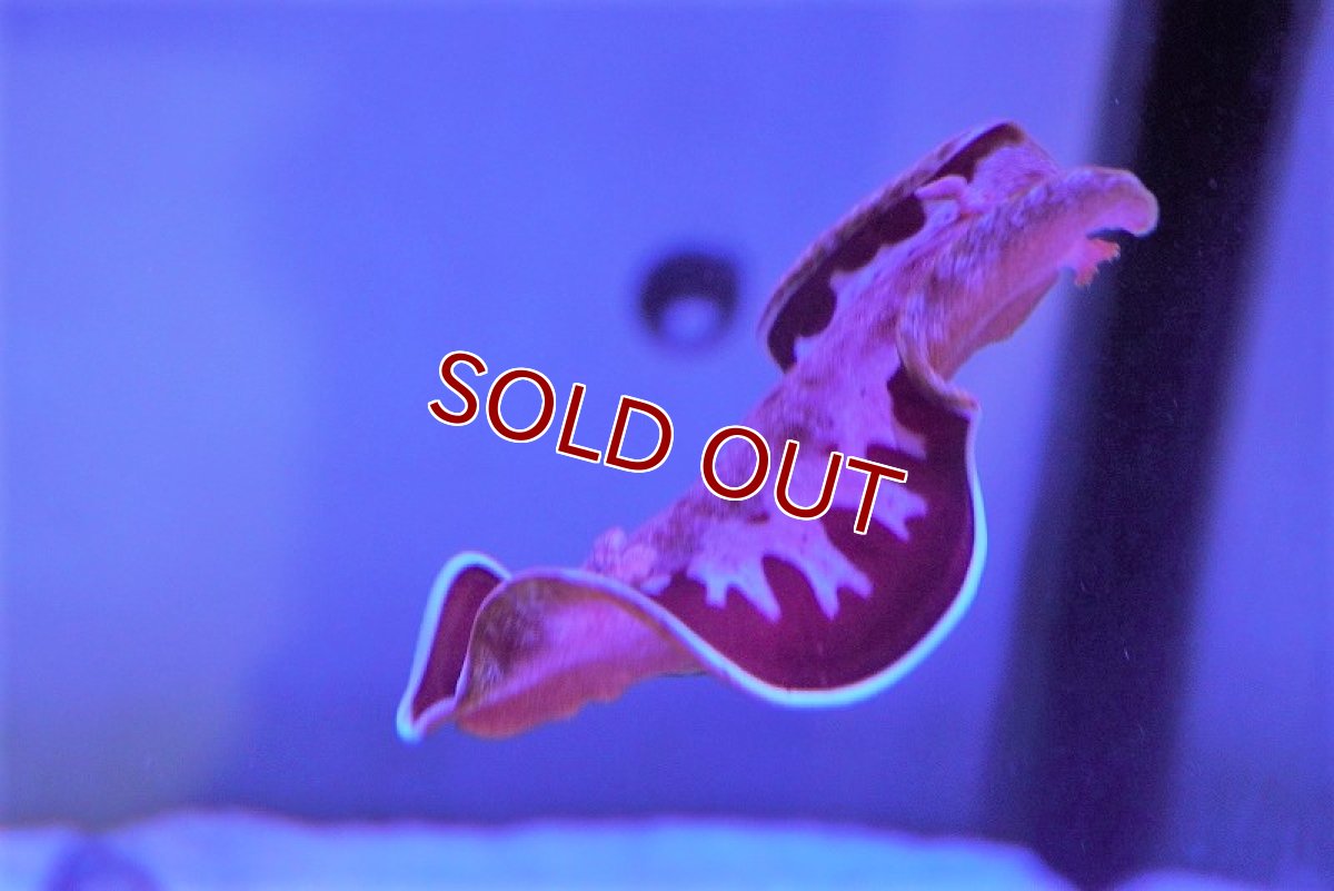 画像3: 【海水魚・ウミウシ】ミカドウミウシ（スパニッシュダンサー）（1匹）（±5-7cm）（サンプル画像）（生体）(海水魚) (3)