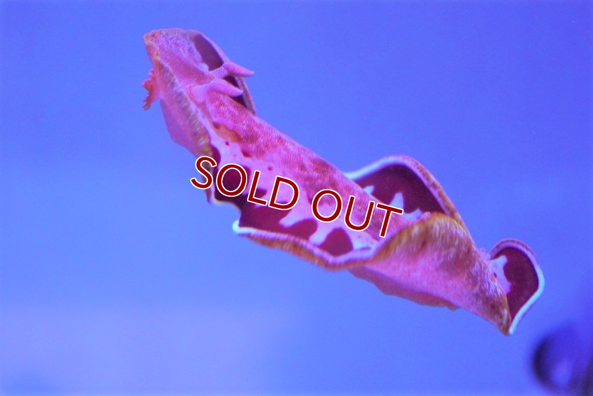 画像4: 【海水魚・ウミウシ】ミカドウミウシ（スパニッシュダンサー）（1匹）（±5-7cm）（サンプル画像）（生体）(海水魚) (4)