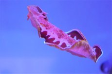 画像4: 【海水魚・ウミウシ】【通販】ミカドウミウシ（スパニッシュダンサー）（1匹）（±5-7cm）（サンプル画像）（生体）(海水魚) (4)