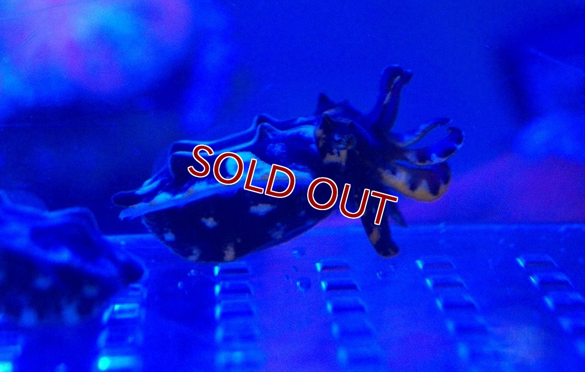 画像2: 【海水魚・イカ】極美！ハナイカ【1匹】（±4-5cm）（サンプル画像）（生体）(海水魚)（サンゴ） (2)