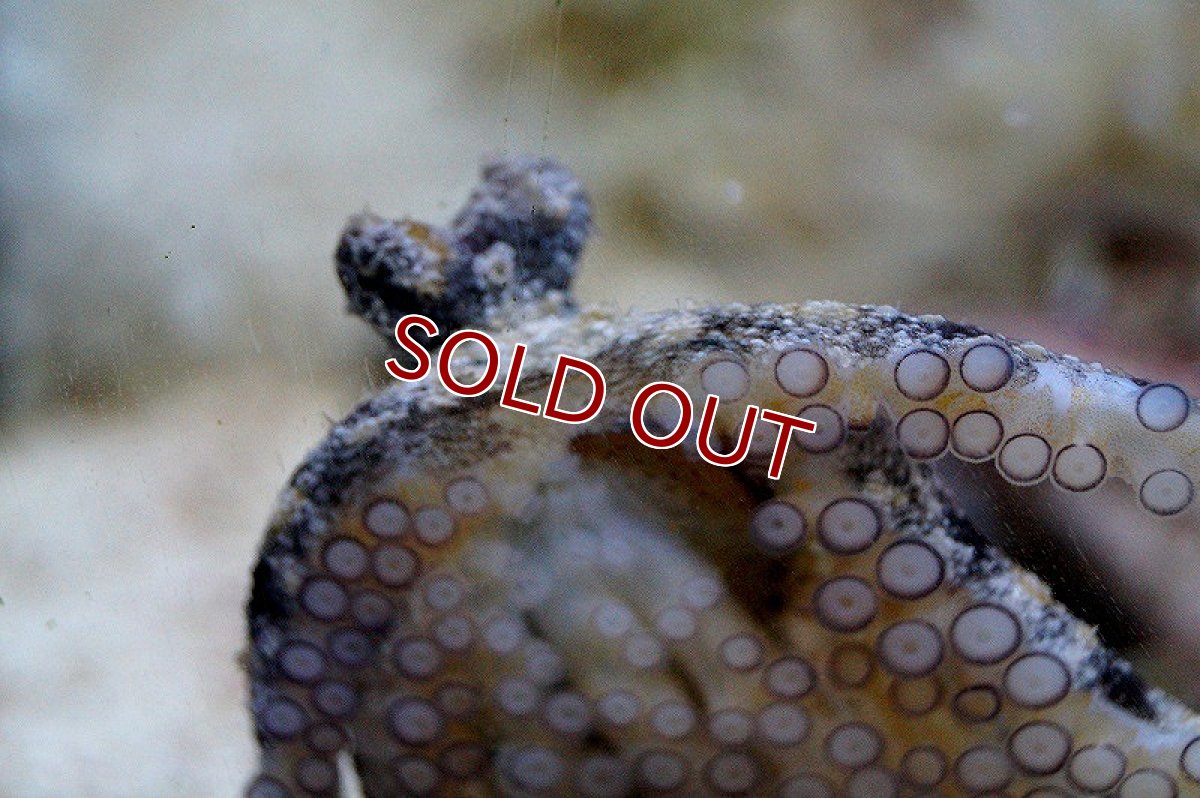 画像2: 【海水魚・タコ】コモンオクトパス【1匹】（±10-15cm）（サンプル画像）（生体）(海水魚)（サンゴ） (2)