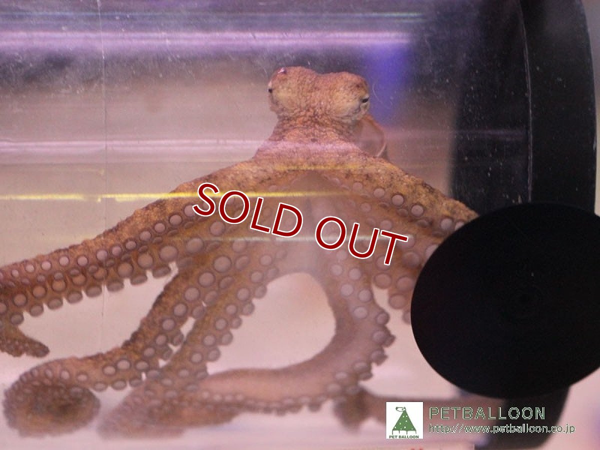 画像3: 【海水魚・タコ】コモンオクトパス【1匹】（±10-15cm）（サンプル画像）（生体）(海水魚)（サンゴ） (3)