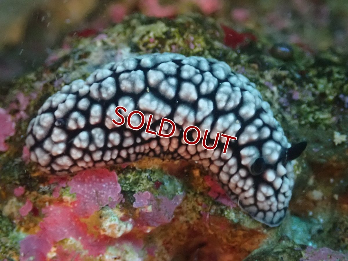 画像2: 【海水魚・ウミウシ】イボウミウシsp. 【1匹】（±3-5cm）（サンプル画像）（生体）(海水魚)（サンゴ） (2)