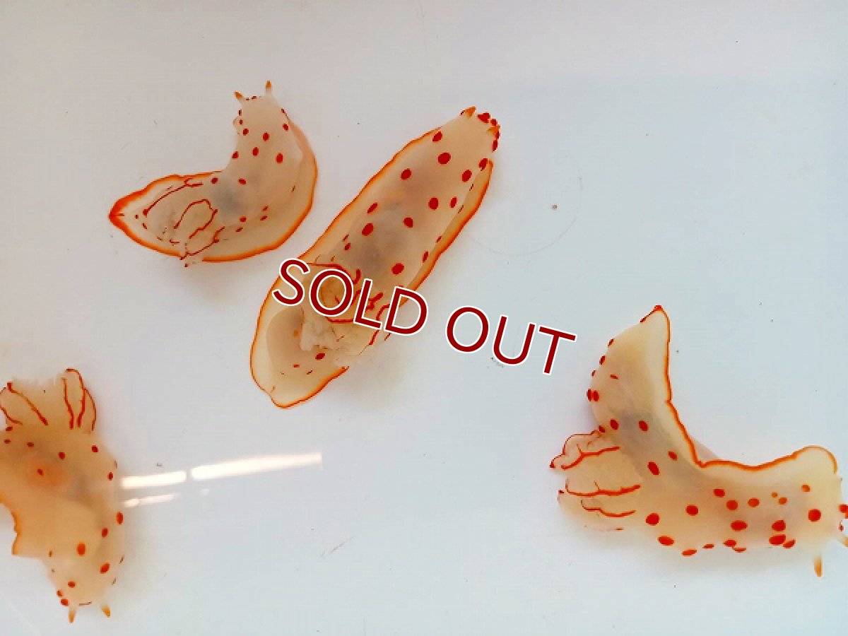 画像2: 【海水魚・ウミウシ】キイボキヌハダウミウシ【1匹】（±4-5cm）（サンプル画像）（生体）(海水魚)（サンゴ） (2)