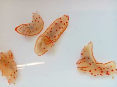 画像2: 【海水魚・ウミウシ】【通販】キイボキヌハダウミウシ【1匹】（±4-5cm）（サンプル画像）（生体）(海水魚)（サンゴ） (2)