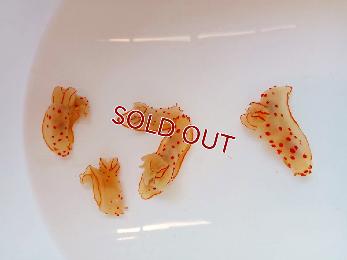 画像3: 【海水魚・ウミウシ】キイボキヌハダウミウシ【1匹】（±4-5cm）（サンプル画像）（生体）(海水魚)（サンゴ） (3)