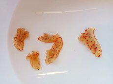 画像3: 【海水魚・ウミウシ】【通販】キイボキヌハダウミウシ【1匹】（±4-5cm）（サンプル画像）（生体）(海水魚)（サンゴ） (3)