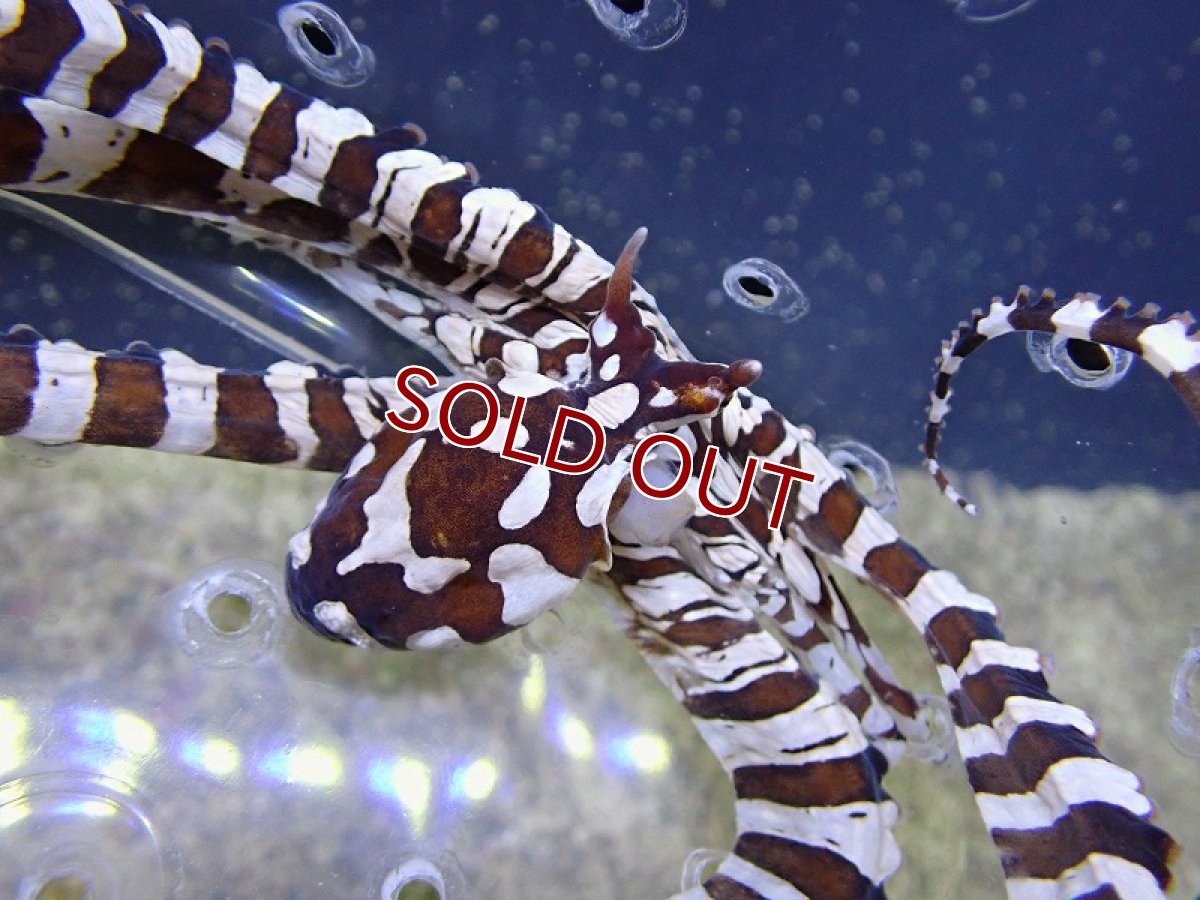 画像2: 【海水魚・タコ】ミミックオクトパス（ゼブラオクトパス）【1匹】（±10-18cm） (サンプル画像）（生体）(海水魚) (2)
