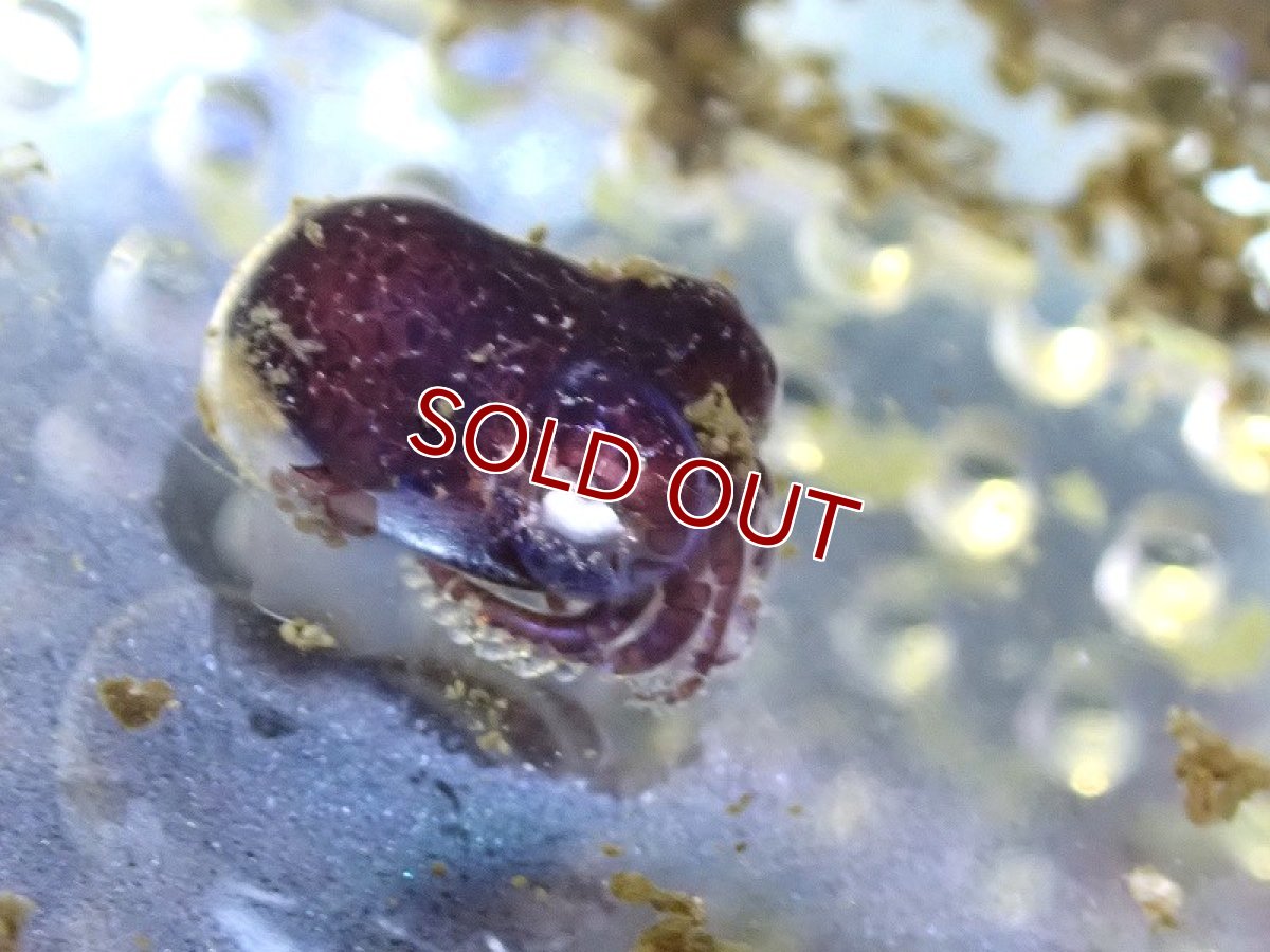 画像2: 【海水魚・イカ】可愛い♪ダンゴイカ【1匹】（±2cm） (サンプル画像）（生体）(海水魚) (2)