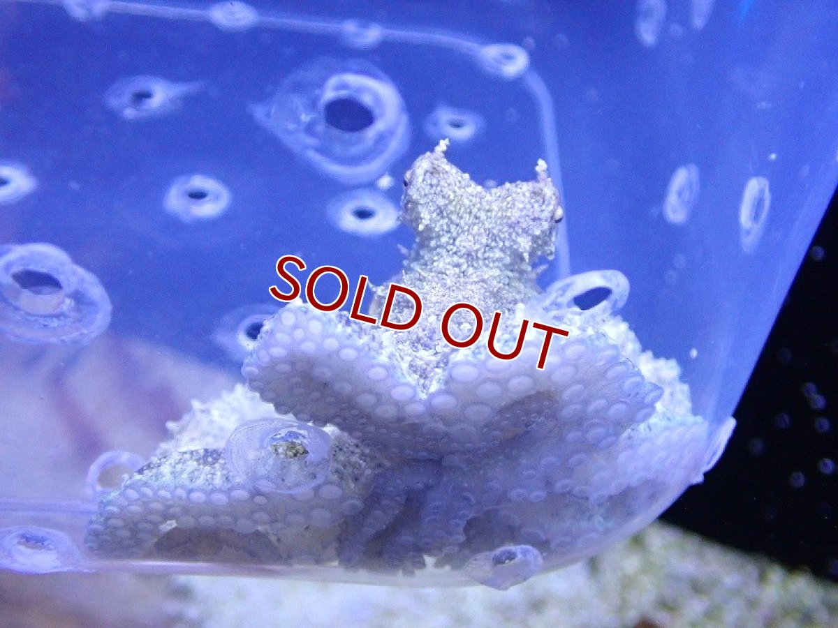 画像2: 【海水魚・タコ】ウデナガカクレダコ（セブ島）【1匹】（±10-15cm） (サンプル画像）（生体）(海水魚) (2)