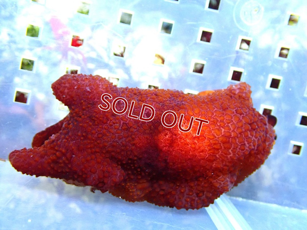 画像2: 【海水生物・ウミウシ】【通販】 ゼニガタフシエラガイ【1匹】（±7-10cm） (サンプル画像）（生体）(海水魚) (2)