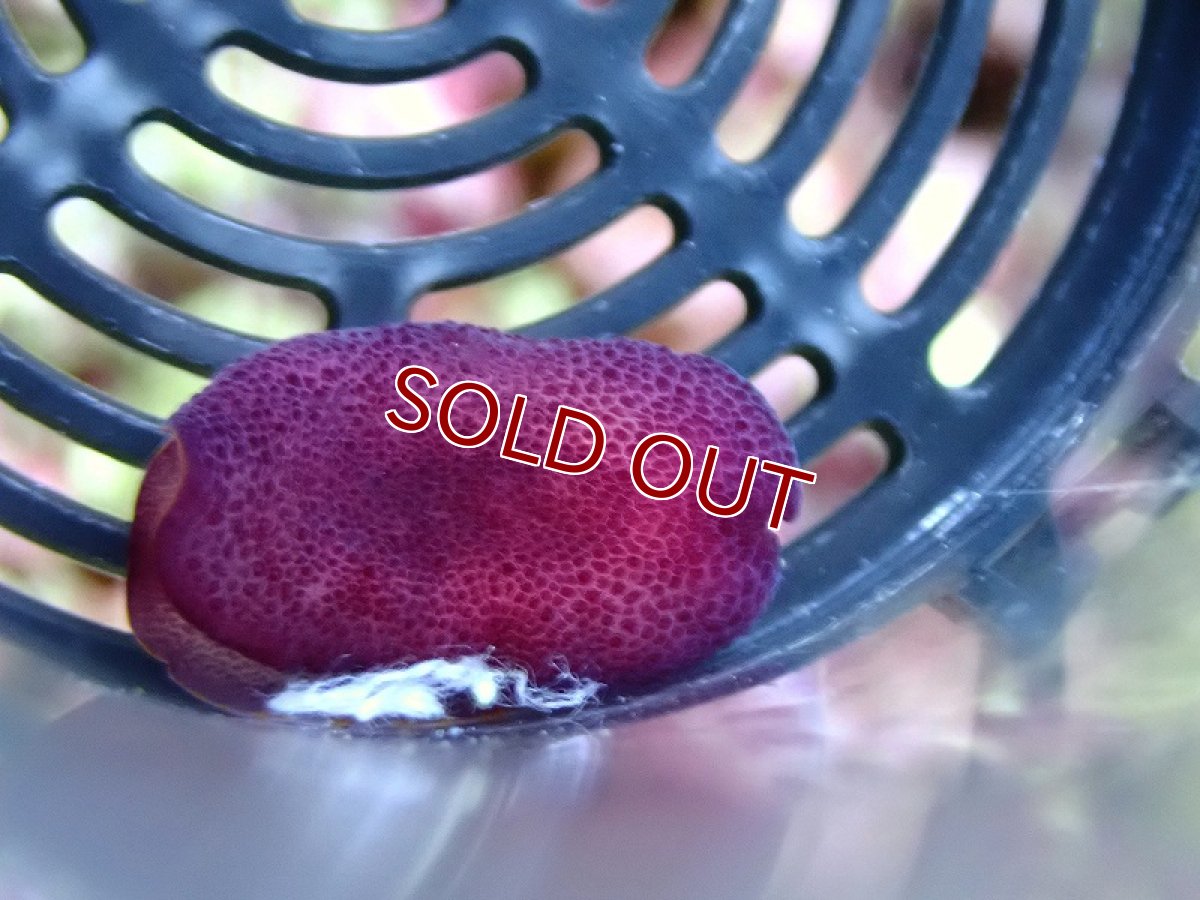 画像2: 【海水生物・ウミウシ】【通販】 ウミウシｓｐ.【1匹】（±2-3cm） (サンプル画像）（生体）(海水魚) (2)