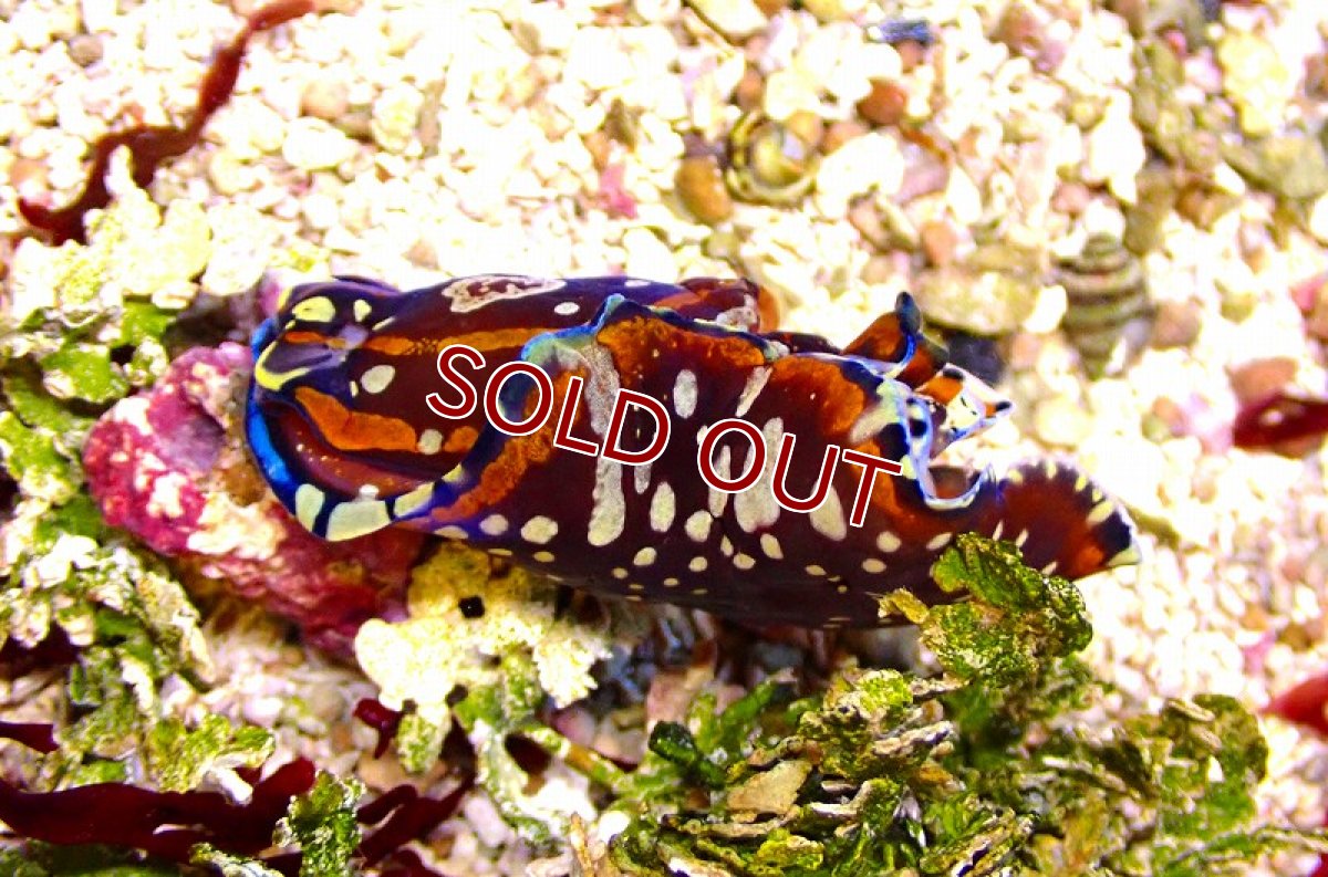 画像3: 【海水生物・ウミウシ】【通販】 カラスキセワタ【1匹】（±4-6cm） (サンプル画像）（生体）(海水魚) (3)