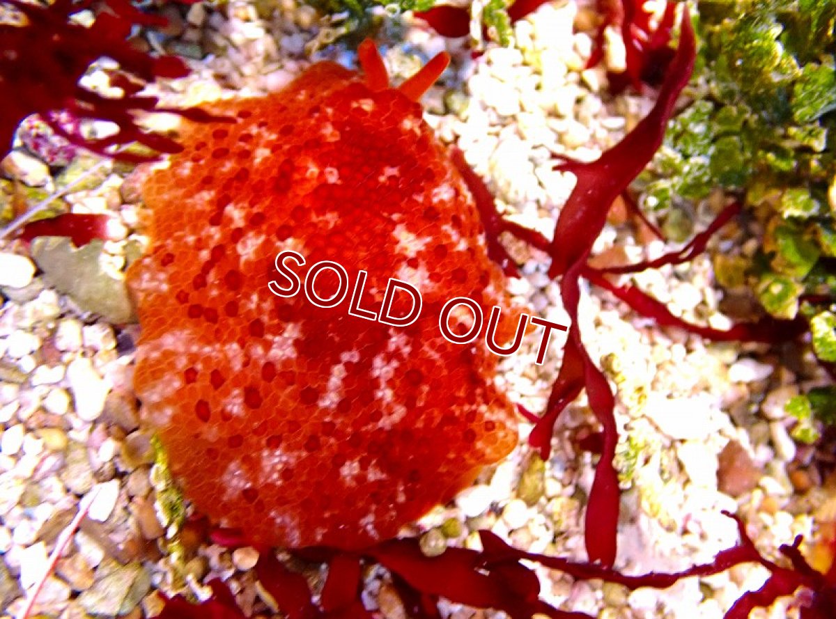 画像2: 【海水生物・ウミウシ】【通販】 カメノコフシエラガイ【1匹】（±3-5cm） (サンプル画像）（生体）(海水魚) (2)