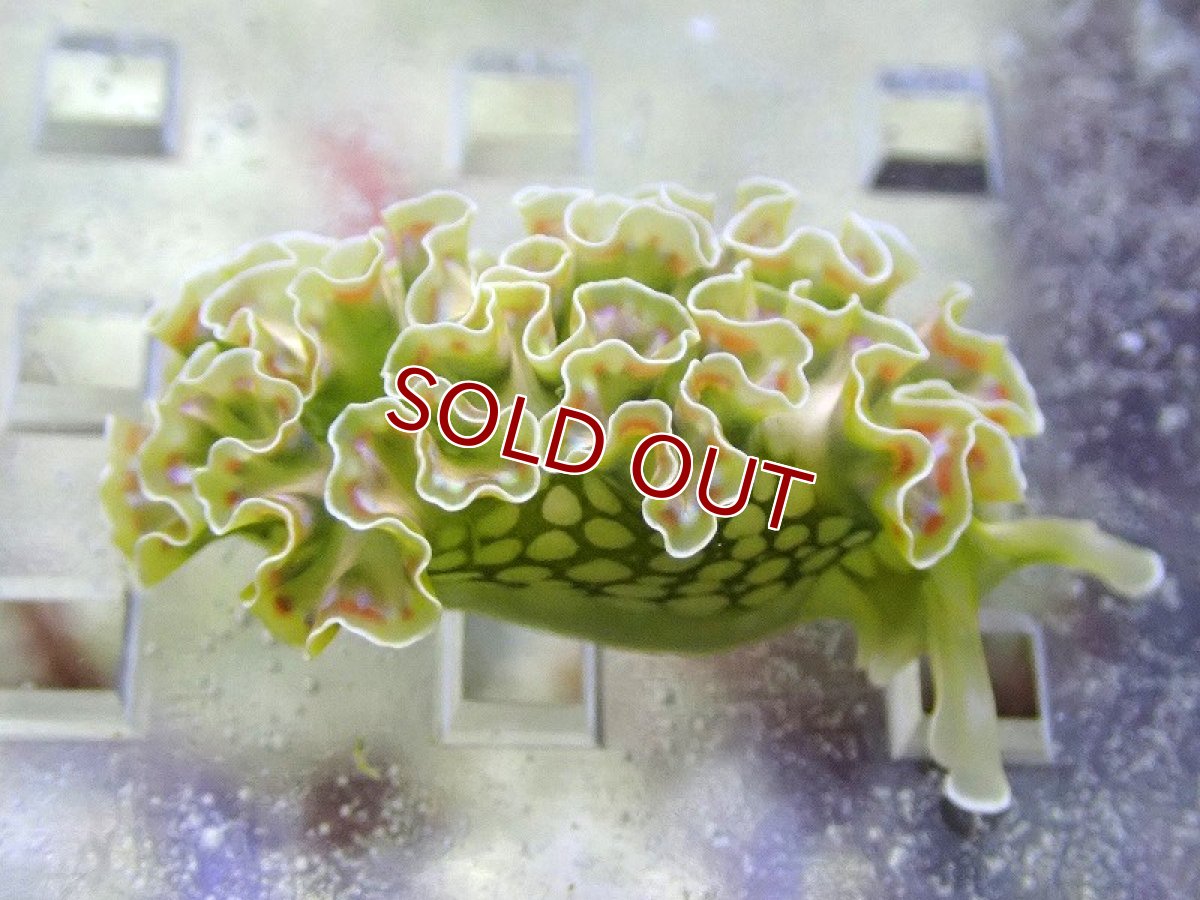 画像5: 【海水魚・ウミウシ】【通販】ハネモなど食べてくれます♪レタススラッグ（カリブ海）【1匹】（±2-4cm）（サンプル画像）（生体）(海水魚) (5)