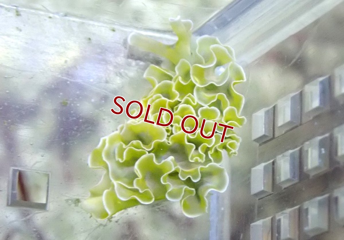 画像2: 【海水魚・ウミウシ】【通販】ハネモなど食べてくれます♪レタススラッグ（カリブ海）【3匹セット】（±2-4cm）（サンプル画像）（生体）(海水魚) (2)