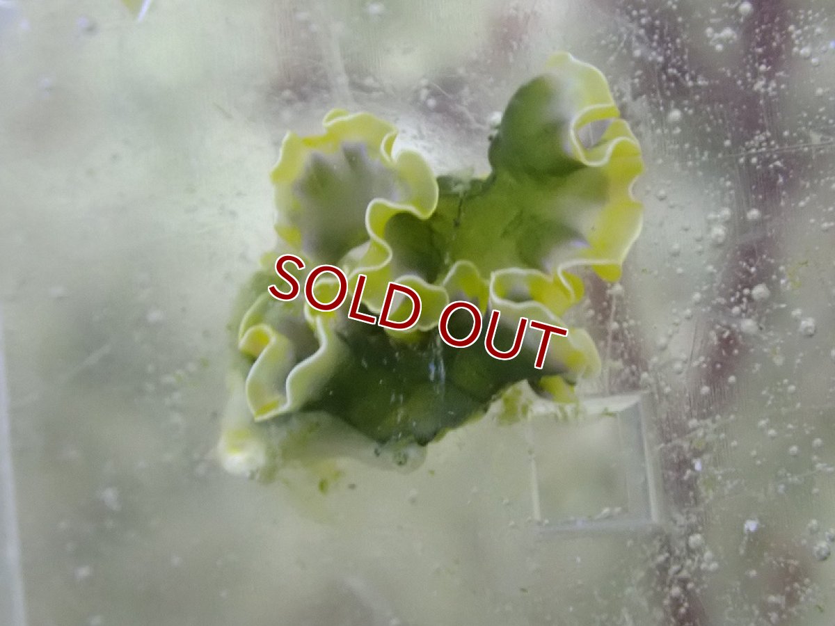 画像3: 【海水魚・ウミウシ】【通販】ハネモなど食べてくれます♪レタススラッグ（カリブ海）【3匹セット】（±2-4cm）（サンプル画像）（生体）(海水魚) (3)