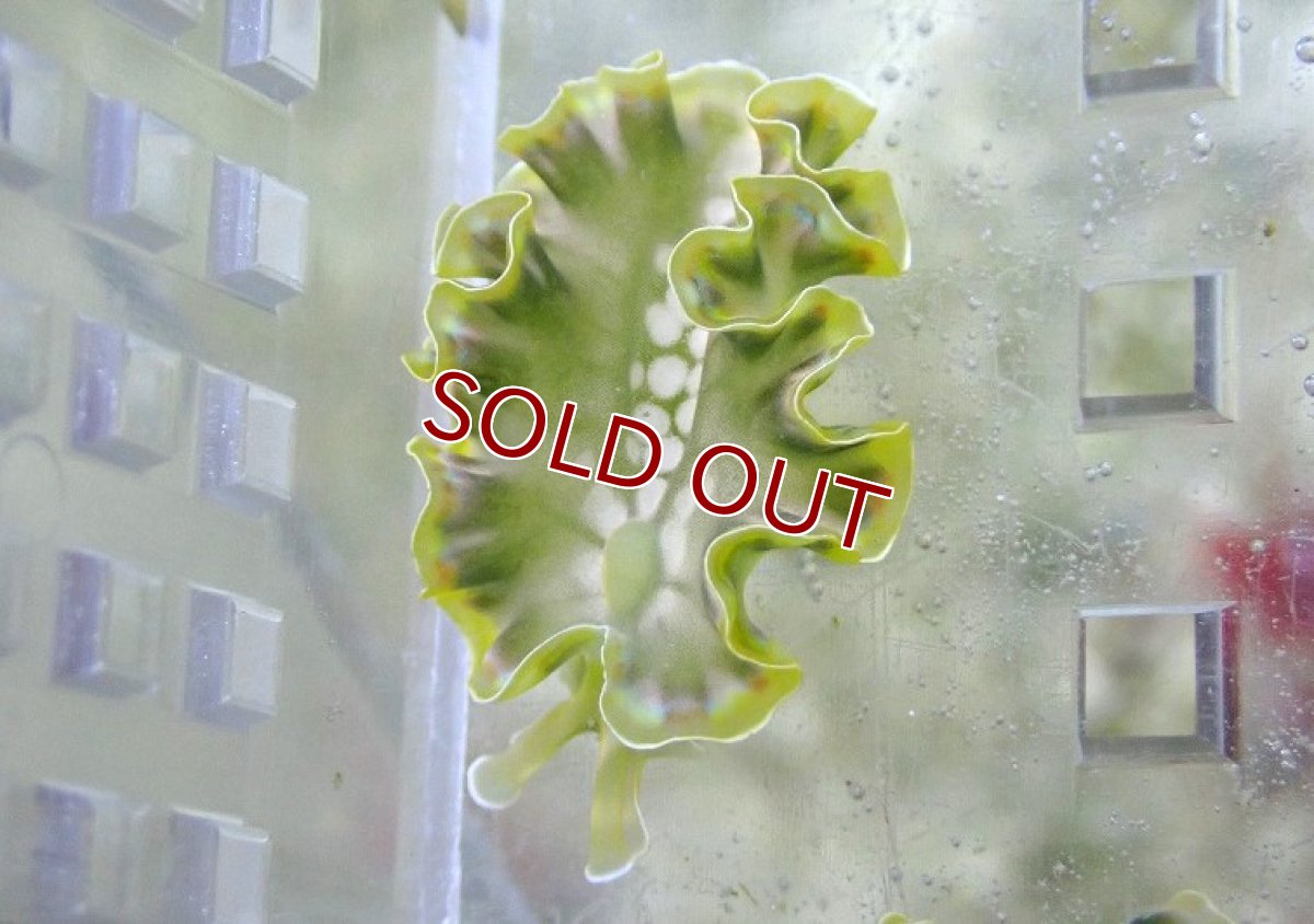 画像4: 【海水魚・ウミウシ】【通販】ハネモなど食べてくれます♪レタススラッグ（カリブ海）【3匹セット】（±2-4cm）（サンプル画像）（生体）(海水魚) (4)