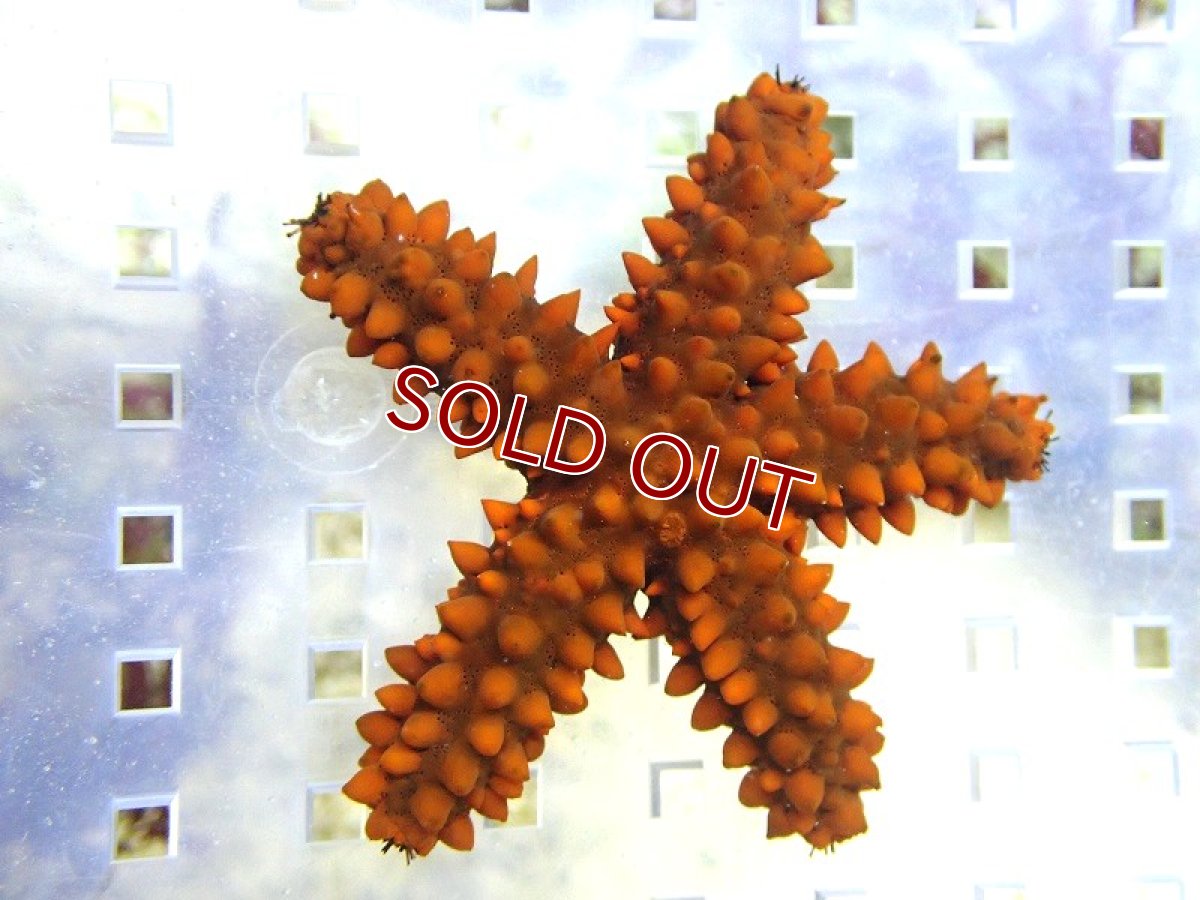 画像1: 【海水魚・ヒトデ】【通販】フロリダレッドノビースター（カリブ海）【1匹】（±6-8cm）（サンプル画像）（生体）(海水魚) (1)