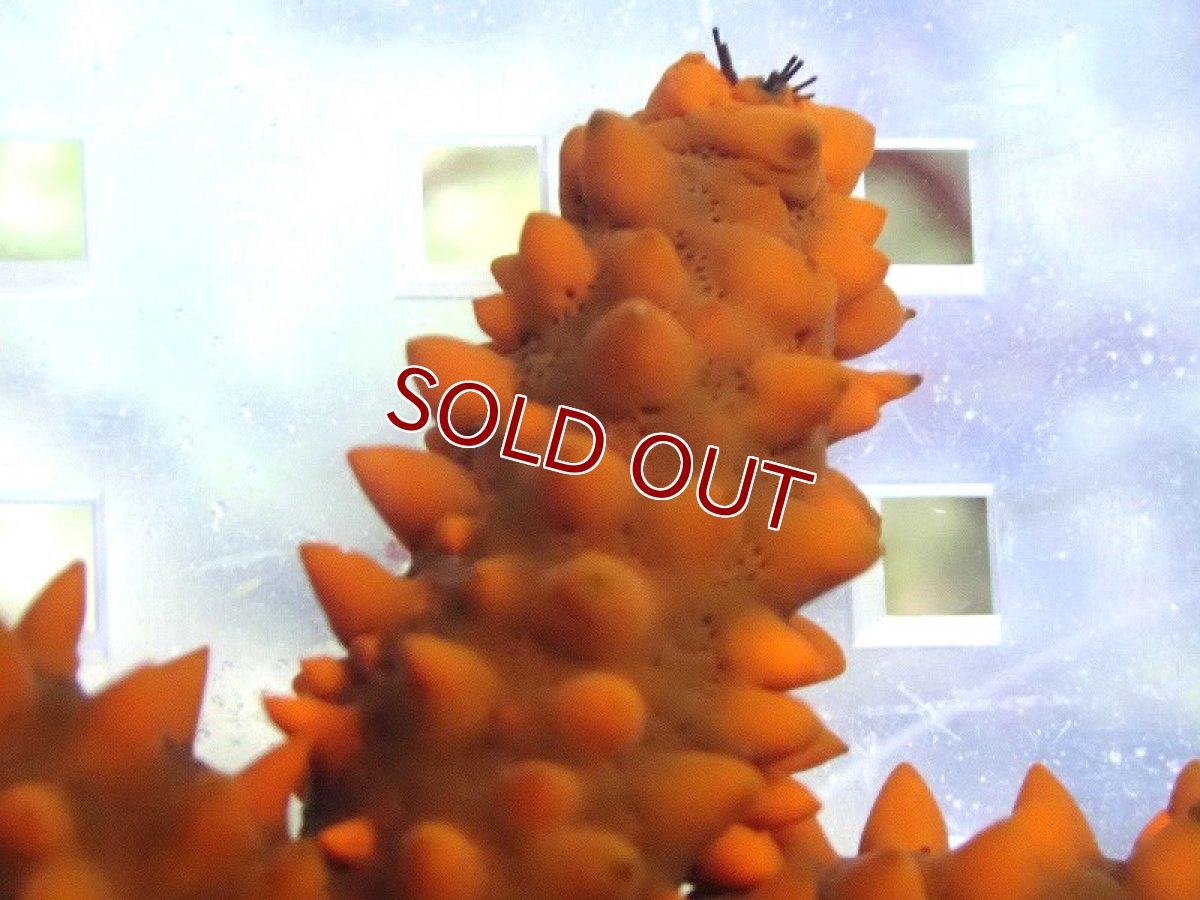 画像2: 【海水魚・ヒトデ】【通販】フロリダレッドノビースター（カリブ海）【1匹】（±6-8cm）（サンプル画像）（生体）(海水魚) (2)