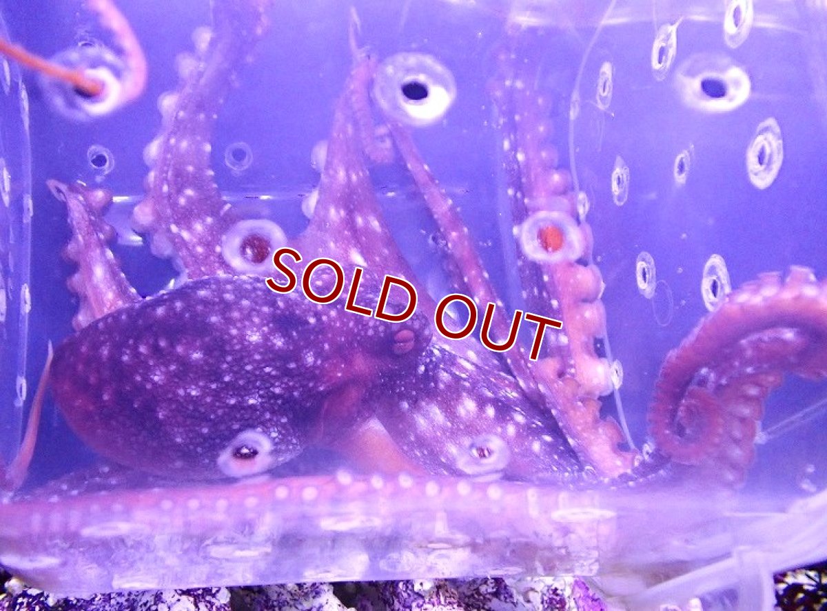画像1: 【海水魚・タコ】【通販】サメハダテナガダコ(個体販売）（±15-25cm）（生体）(海水魚) (1)