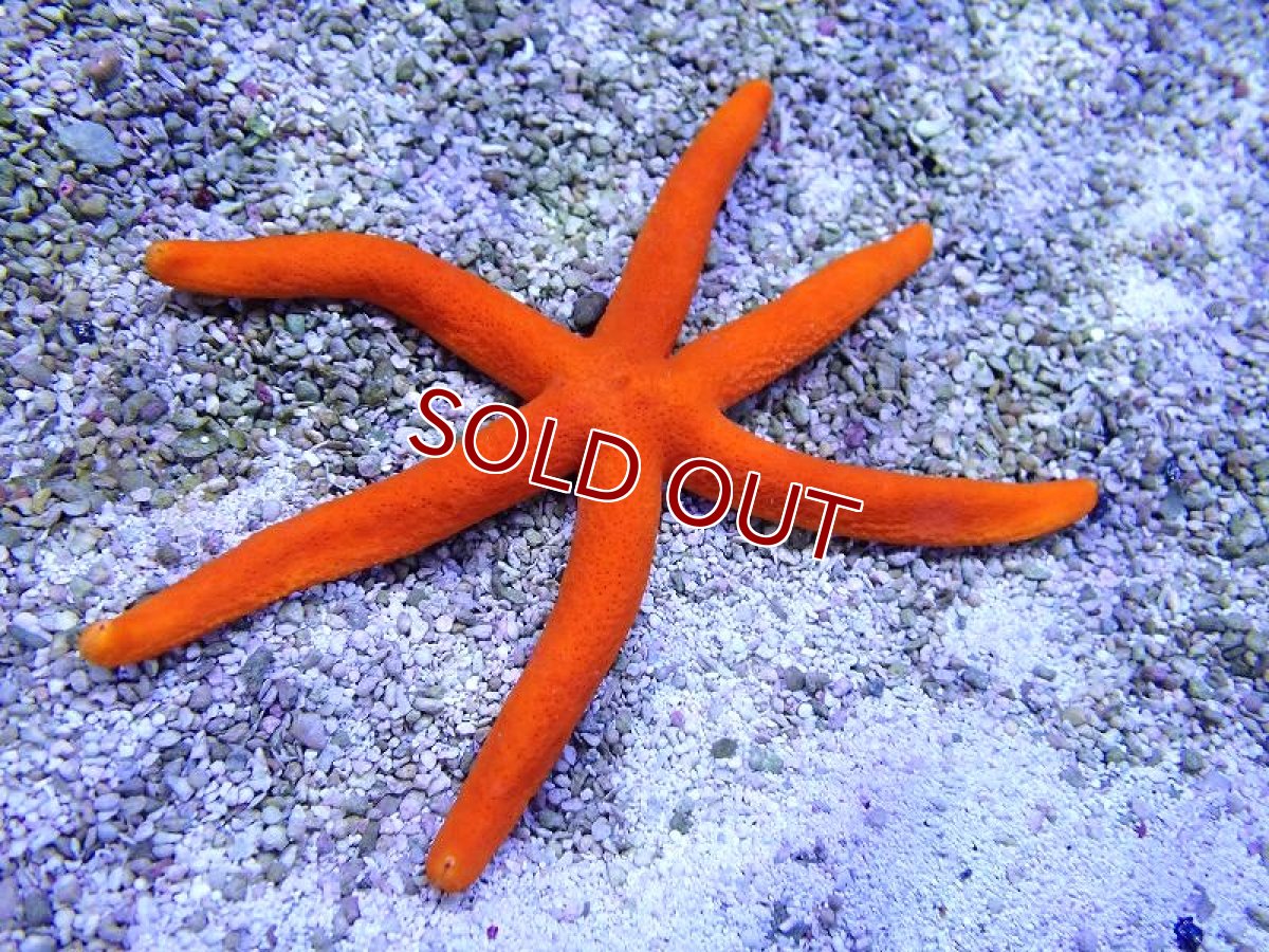 画像1: 【海水魚・ヒトデ】【通販】ルソンヒトデ（オレンジ）【1匹】（±6-10cm） (サンプル画像）（生体）(海水魚) (1)