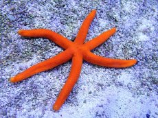画像1: 【海水魚・ヒトデ】【通販】ルソンヒトデ（オレンジ）【1匹】（±6-10cm） (サンプル画像）（生体）(海水魚) (1)