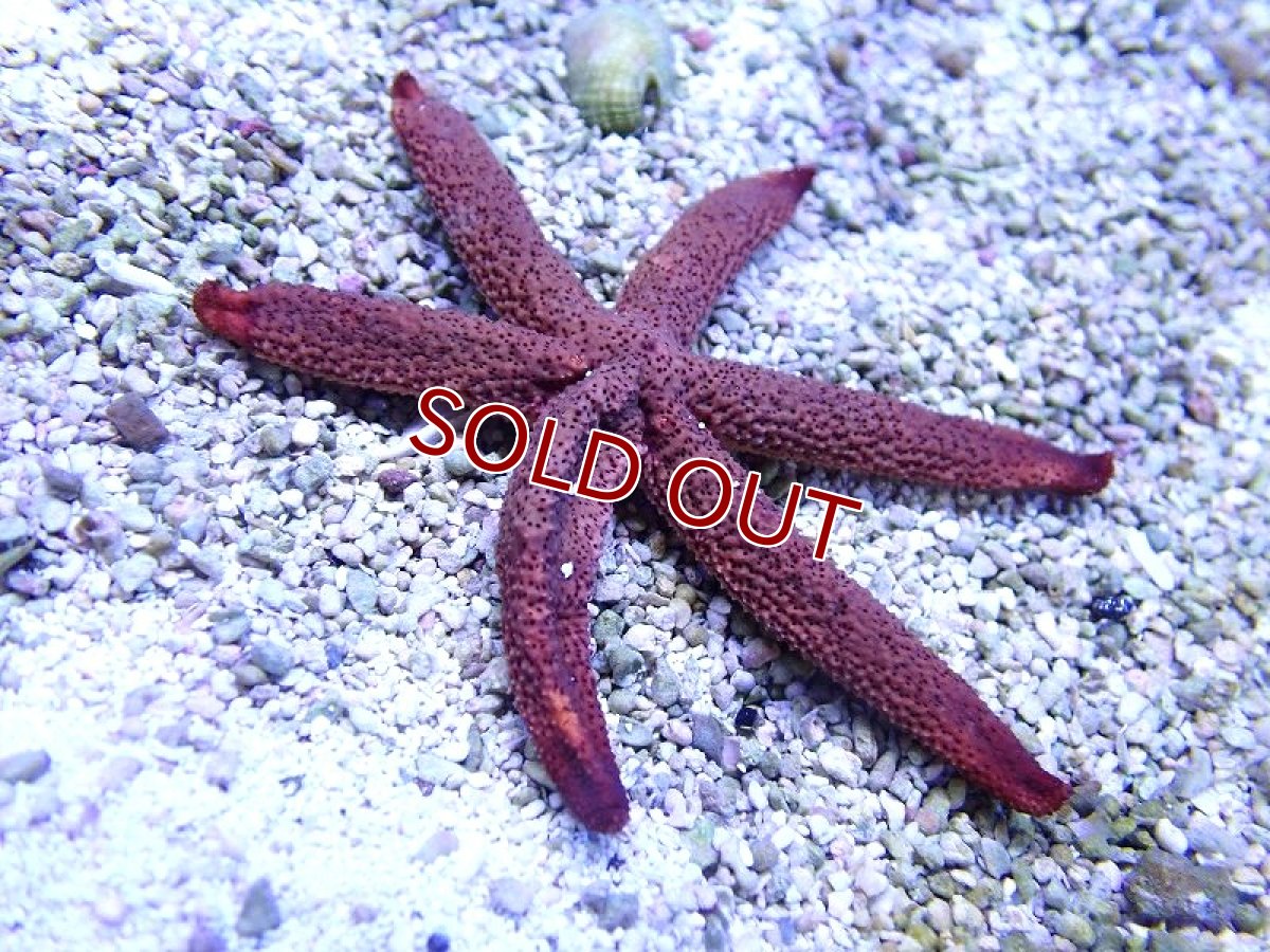 画像2: 【海水魚・ヒトデ】【通販】ルソンヒトデ（オレンジ）【1匹】（±6-10cm） (サンプル画像）（生体）(海水魚) (2)