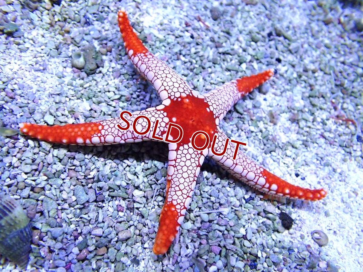 画像1: 【海水魚・ヒトデ】【通販】ジュズベリヒトデ【1匹】（±6-10cm） (サンプル画像）（生体）(海水魚) (1)