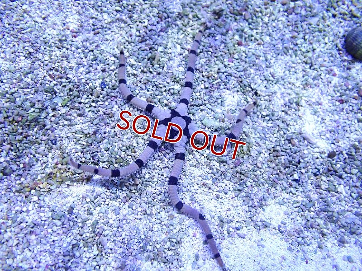 画像1: 【海水魚・ヒトデ】【通販】ワモンクモヒトデ【1匹】（±12-16cm） (サンプル画像）（生体）(海水魚) (1)