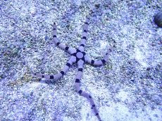 画像1: 【海水魚・ヒトデ】【通販】ワモンクモヒトデ【1匹】（±12-16cm） (サンプル画像）（生体）(海水魚) (1)