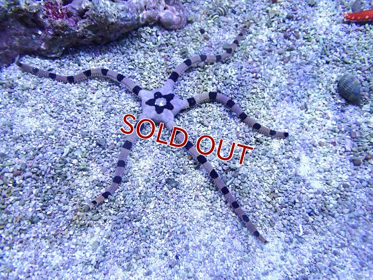 画像2: 【海水魚・ヒトデ】【通販】ワモンクモヒトデ【1匹】（±12-16cm） (サンプル画像）（生体）(海水魚) (2)