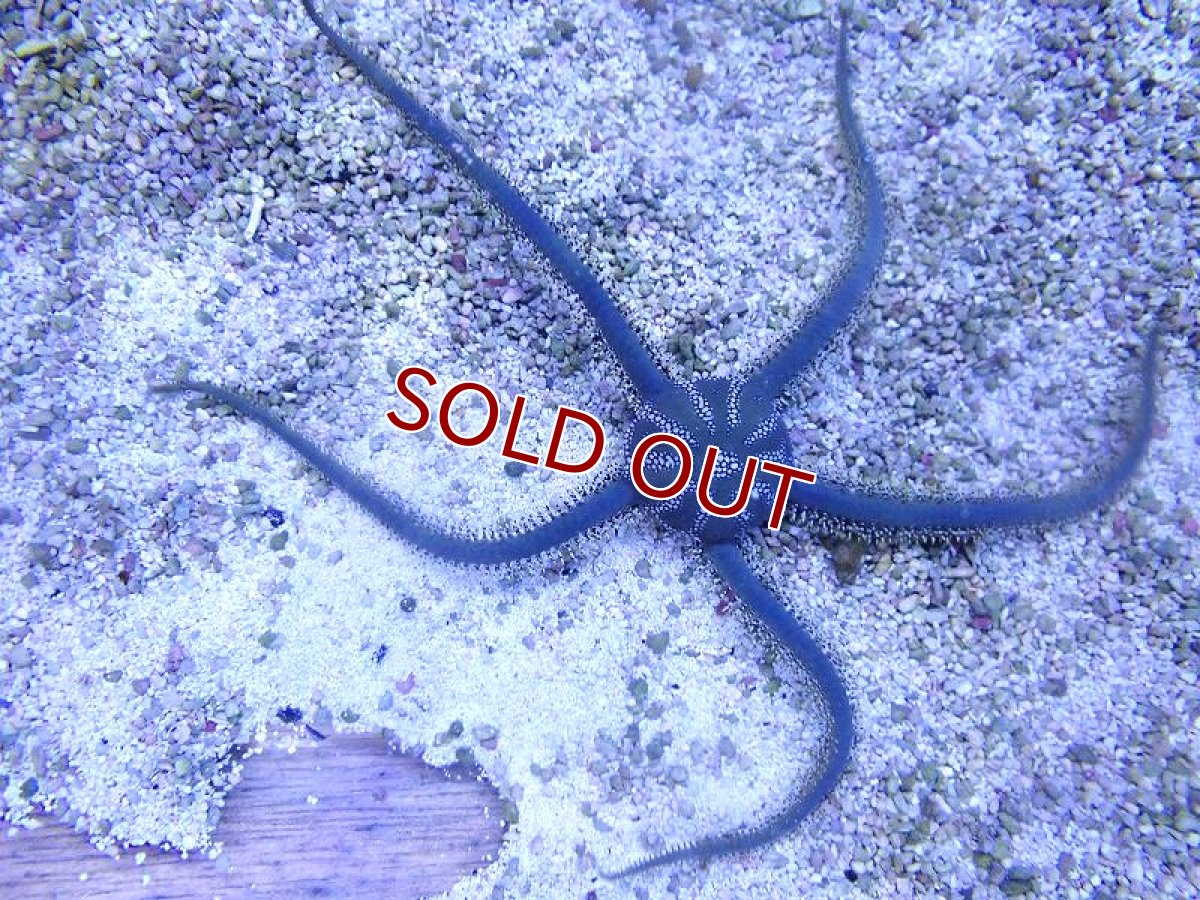 画像1: 【海水魚・ヒトデ】【通販】クモヒトデsp.【1匹】（±15-20cm） (サンプル画像）（生体）(海水魚) (1)