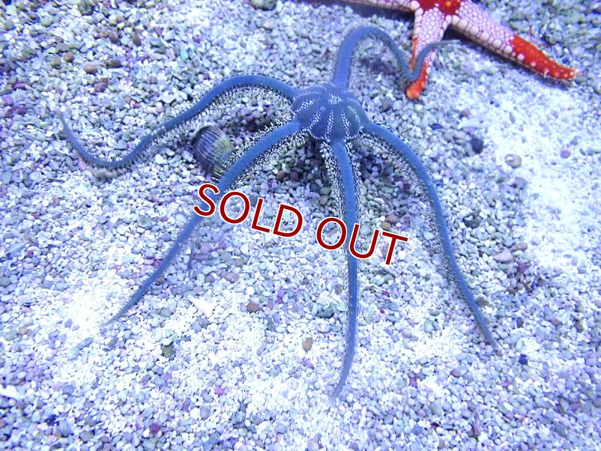 画像2: 【海水魚・ヒトデ】【通販】クモヒトデsp.【1匹】（±15-20cm） (サンプル画像）（生体）(海水魚) (2)