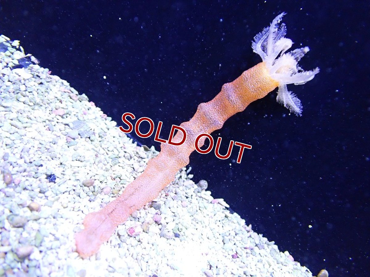 画像1: 【海水魚・ナマコ】【通販】オオイカリナマコ（オレンジ）【1匹】（±10-30cm） (サンプル画像）（生体）(海水魚) (1)