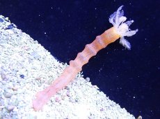 画像1: 【海水魚・ナマコ】【通販】オオイカリナマコ（オレンジ）【1匹】（±10-30cm） (サンプル画像）（生体）(海水魚) (1)