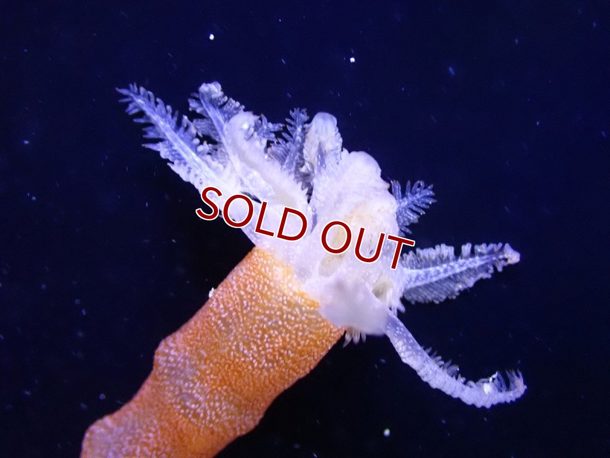 画像2: 【海水魚・ナマコ】【通販】オオイカリナマコ（オレンジ）【1匹】（±10-30cm） (サンプル画像）（生体）(海水魚) (2)