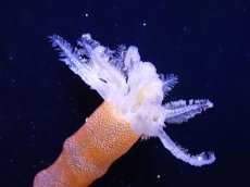 画像2: 【海水魚・ナマコ】【通販】オオイカリナマコ（オレンジ）【1匹】（±10-30cm） (サンプル画像）（生体）(海水魚) (2)