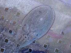 画像2: 【海水魚・イカ】【通販】コブシメ（Sサイズ）(1匹)（±3-5cm） (サンプル画像）（生体）(海水魚) (2)