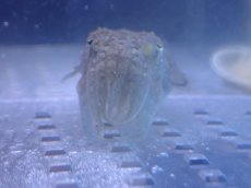 画像3: 【海水魚・イカ】【通販】コブシメ（Sサイズ）(1匹)（±3-5cm） (サンプル画像）（生体）(海水魚) (3)