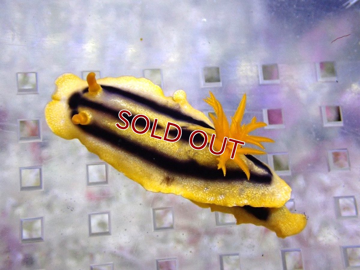 画像1: 【海水魚・ウミウシ】【通販】ハンシンウミウシ（１匹）（±4-6cm）（サンプル画像）（生体）(海水魚) (1)