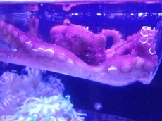 画像1: 【海水魚・タコ】【通販】サメハダテナガダコ(1匹)（±10-20cm）(サンプル画像）（生体）(海水魚) (1)