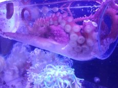 画像2: 【海水魚・タコ】【通販】サメハダテナガダコ(1匹)（±10-20cm）(サンプル画像）（生体）(海水魚) (2)