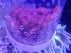 画像3: 【海水魚・タコ】【通販】サメハダテナガダコ(1匹)（±10-20cm）(サンプル画像）（生体）(海水魚) (3)