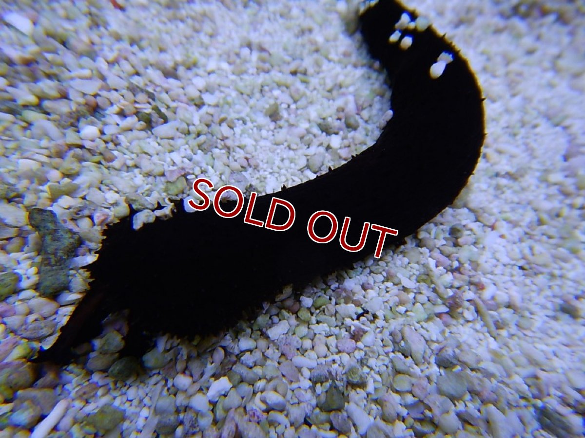 画像2: 【海水魚】クロナマコ(沖縄産) (1匹)±5-10cm(サンプル画像）（生体）(海水魚)（サンゴ） (2)